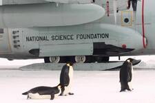penguins on flight line in McM.jpg